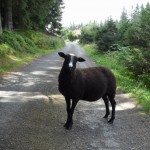 a takhle dotěrná ovce nás asi chtěla na Šumavě sežrat. bééé